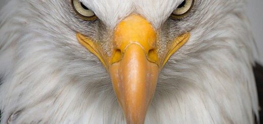 privacy swingers dating holland